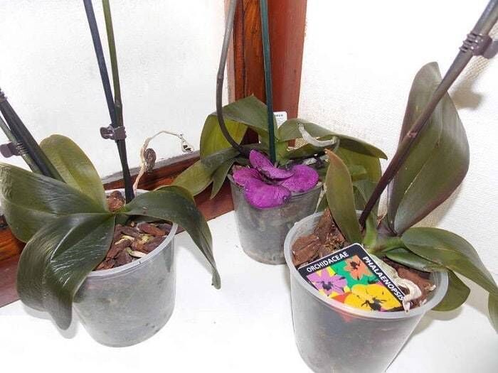 Тургор орхидей